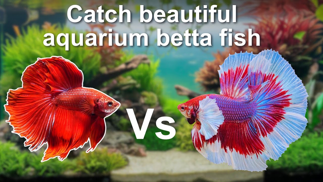 Amazing catch! beautiful aquarium fish in small pond set up together I Cute betta fish