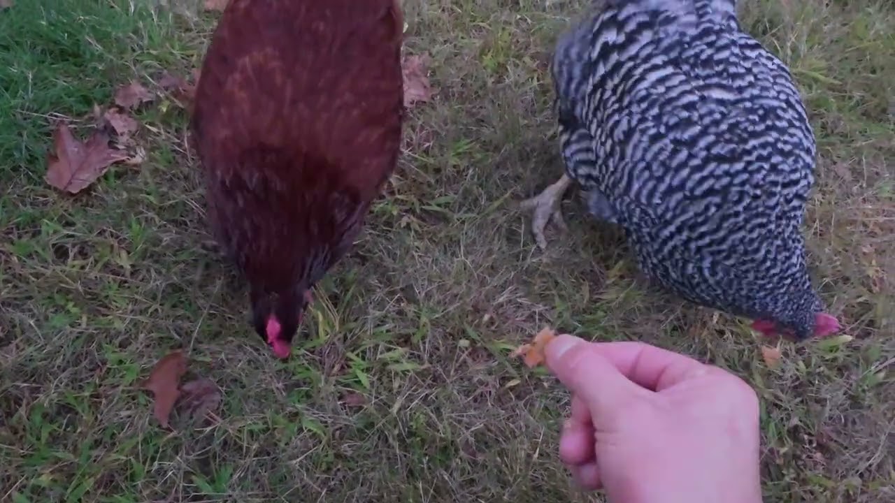 chickens like shrimp