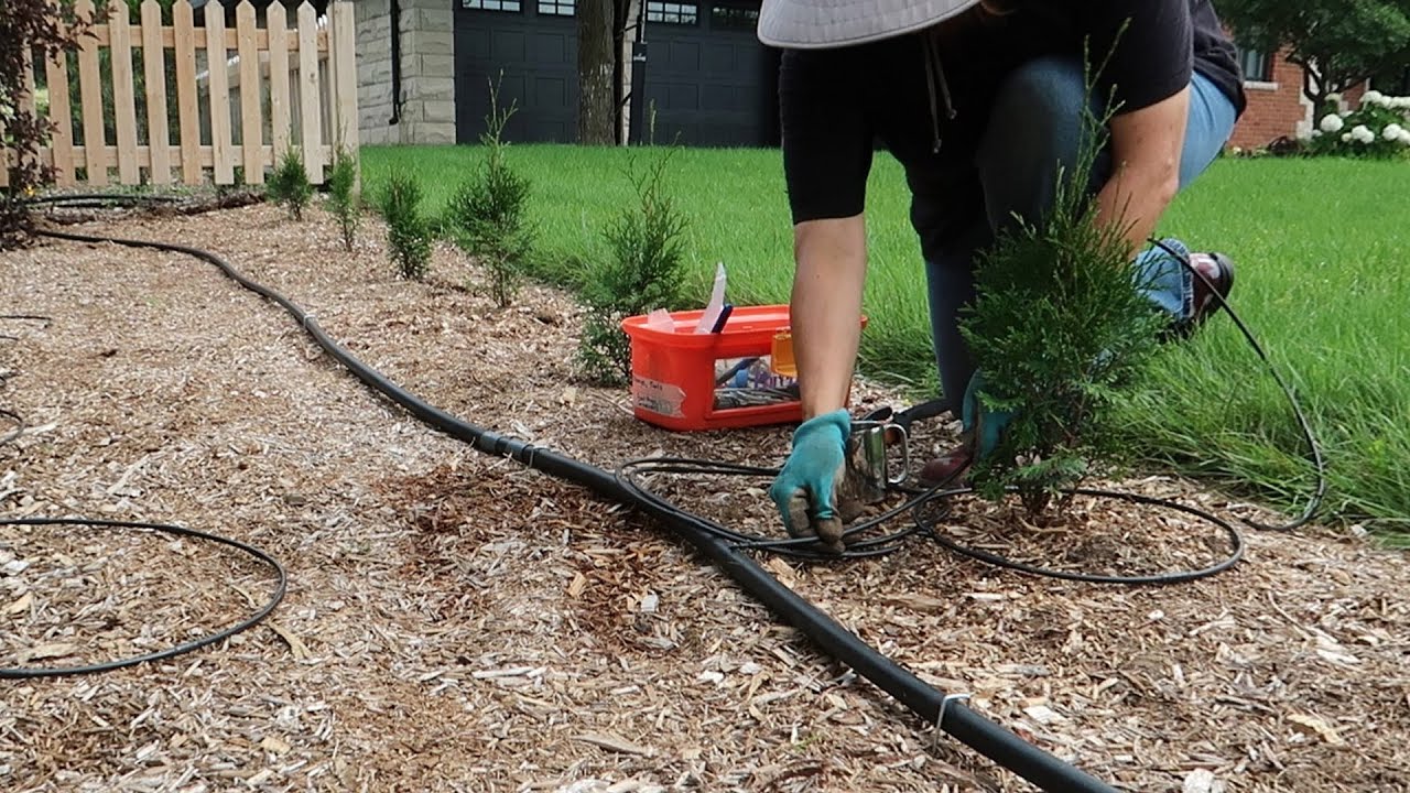 Installing Drip Irrigation for an Arborvitae Hedge & Perennial Border!