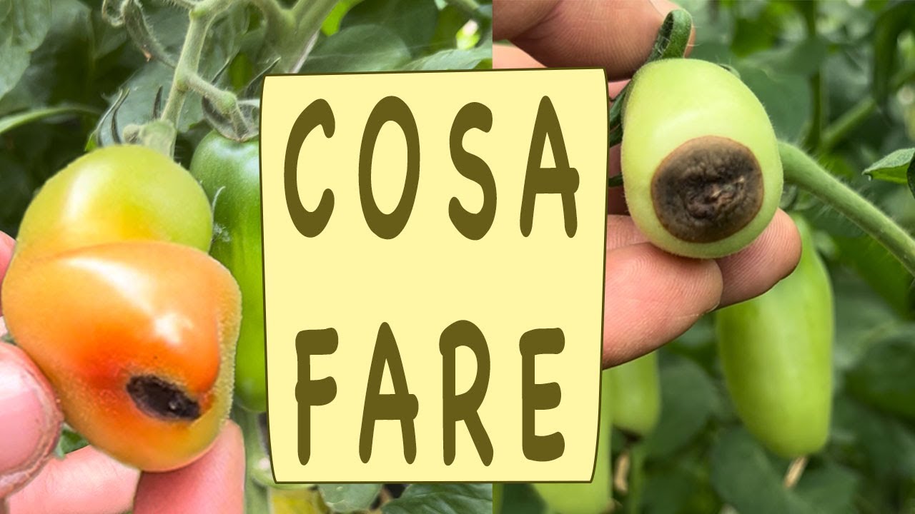 MARCIUME del POMODORO - CAUSE e COSA FARE