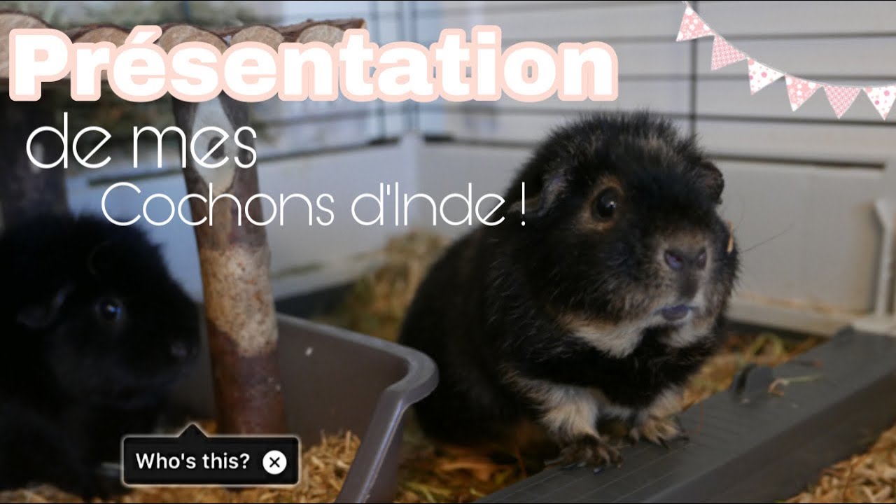 [présentation] de mes cochons d'Inde