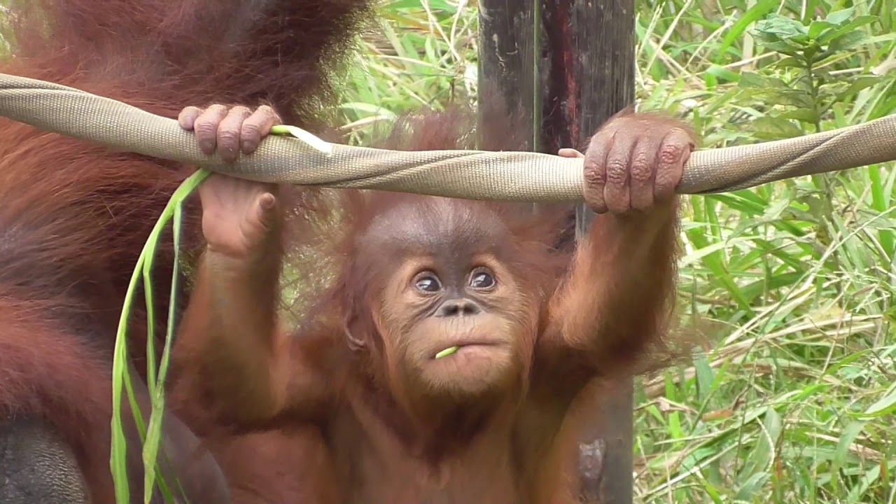 Baby Orangutan POPO 32 - 7 Months Old