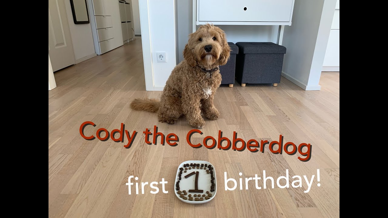Cody the Cobberdog | FIRST BIRTHDAY!