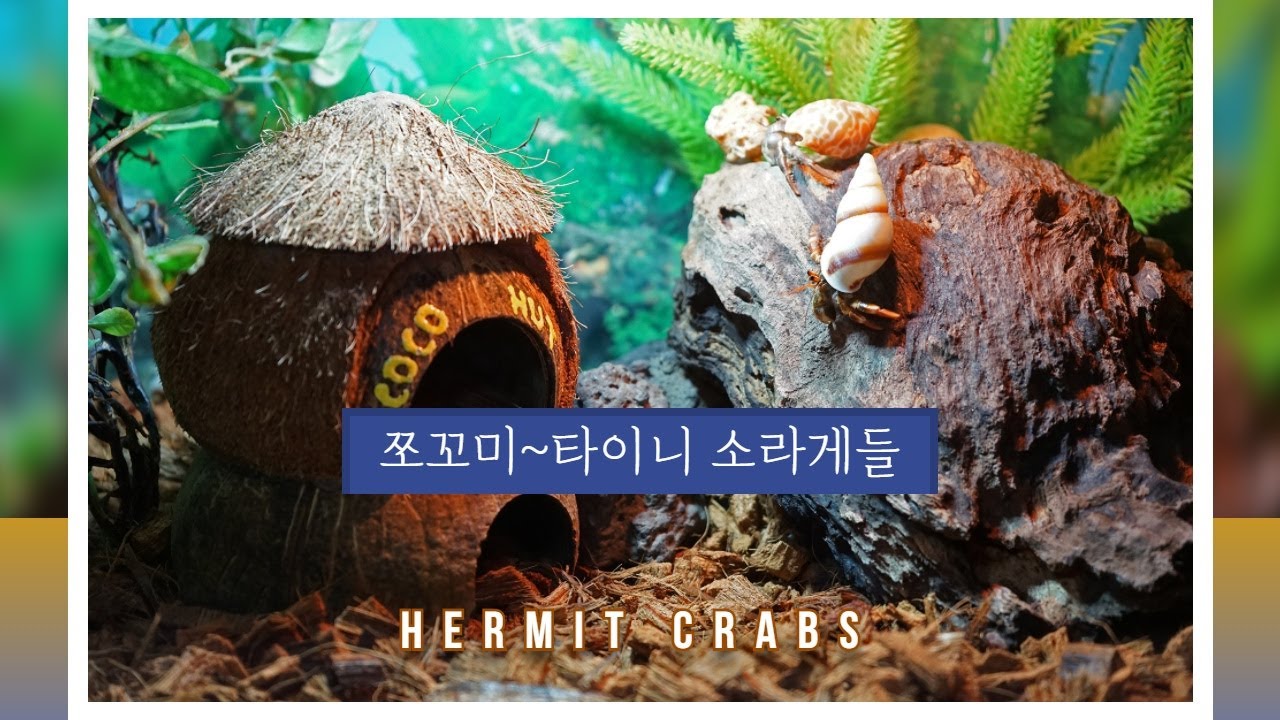 타이니 소라게 Tiny Hermit Crabs Vlog