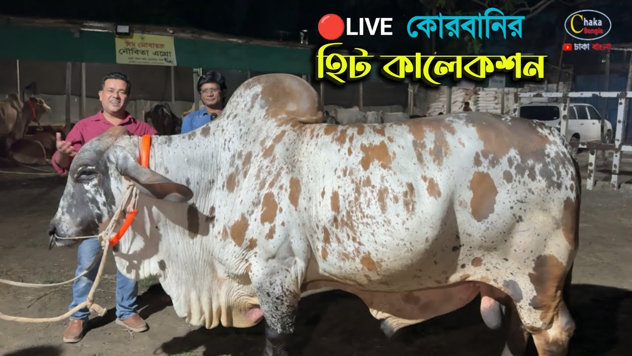 🔴 LIVE: ব্রাহমা, হাসা, শাহীওয়াল পাকরা ও ভুট্টি গরুর দরদাম মোমিন ভাইয়ের খামারে!! cow price 2026