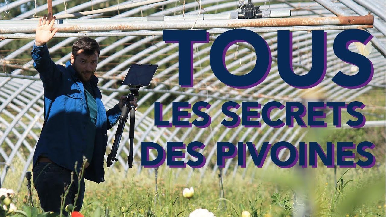 Tous les secrets des pivoines