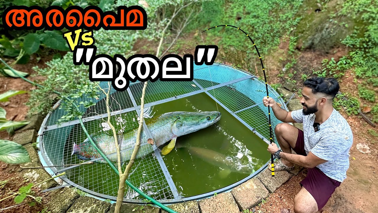 അരപൈമക്ക് തിന്നാൻ കൊടുത്ത “Koi Carp” | ദിവസവും 1Kg മീൻ വേണം..