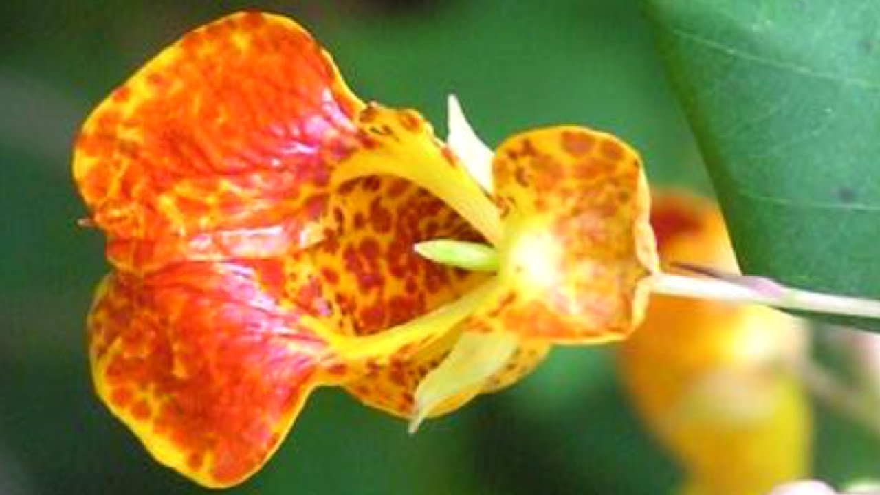 Jewelweed Remedy for Poison Ivy
