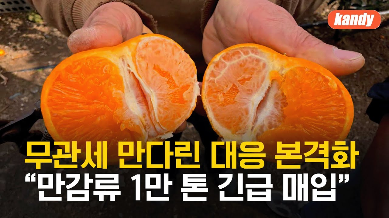 무관세 만다린 대응 본격화…“만감류 1만 톤 긴급 매입” / KBS  2026.01.15.