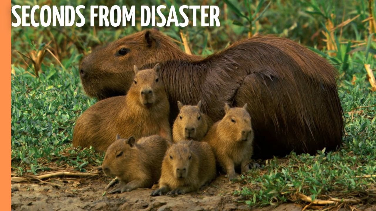 Deadly Game - Seconds from disaster | Full Documentary