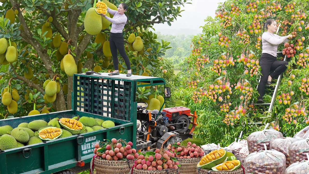 Harvesting 1000 Jackfruit & Lychees, Use Truck To Transport Jackfruit Go To Market Sell