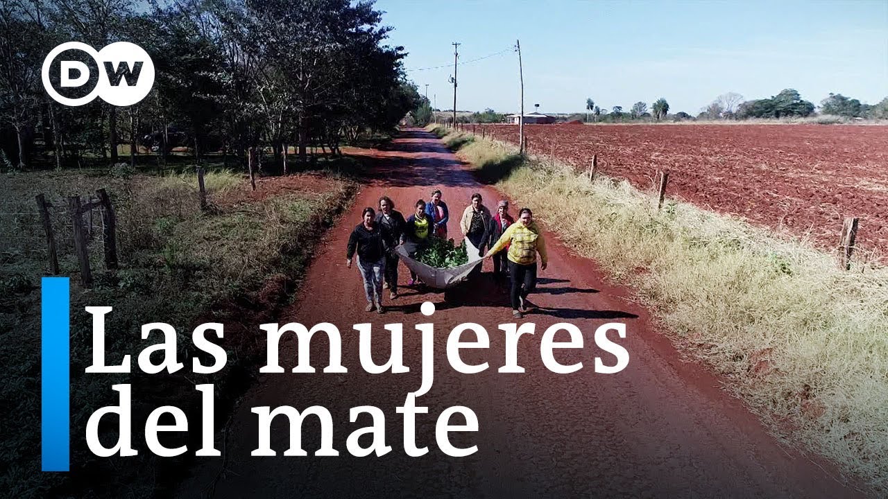 El cultivo del ka´a en Paraguay
