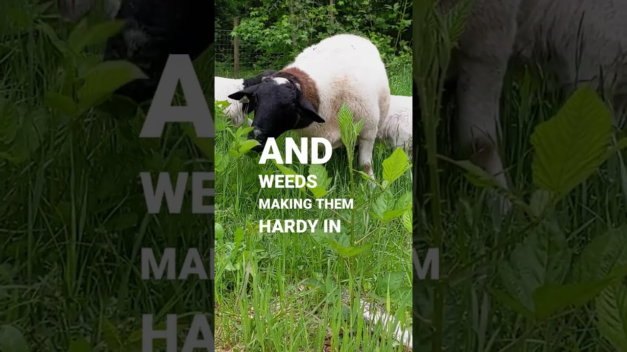 5 Reasons to Raise Sheep