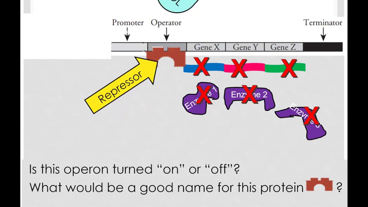 Repressible and Inducible Operons