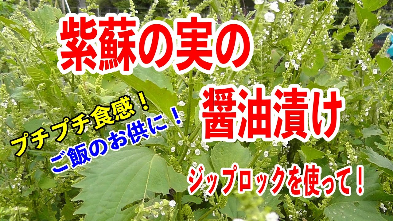 紫蘇（シソ）の実を醤油漬けにしました！簡単、醤油に漬けるだけ！　#紫蘇の実　#醤油漬け　#シソの実