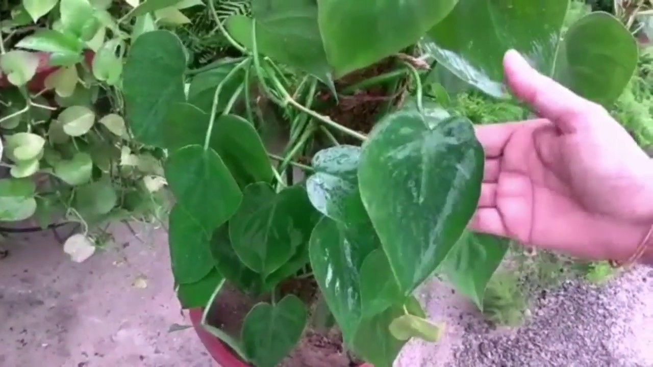 Philodendron Oxycardium / Heart leaf plant care and propagation