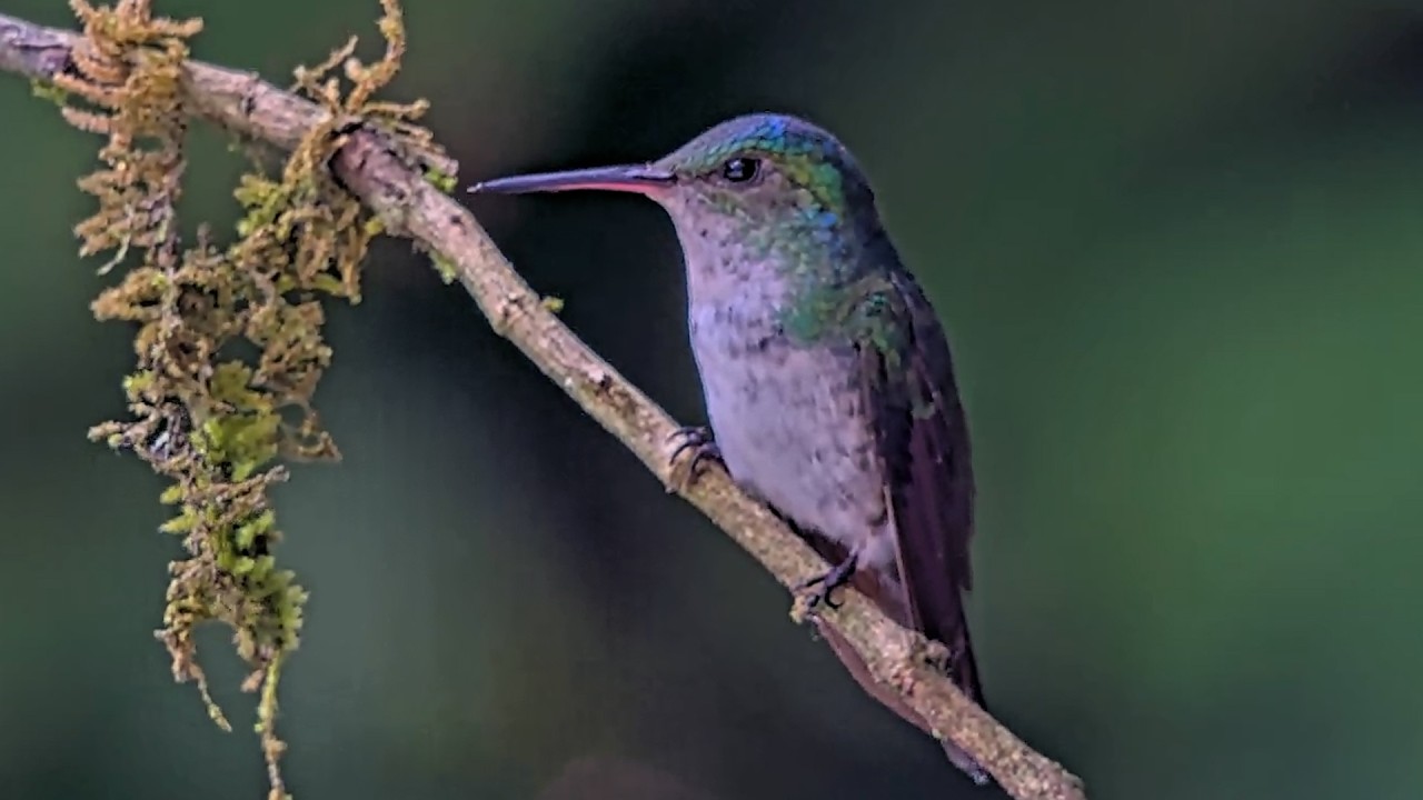 Blue-chested Hummingbird Takes a Perch Break on Panama Hummingbird Feeder Cam | July 28, 2026