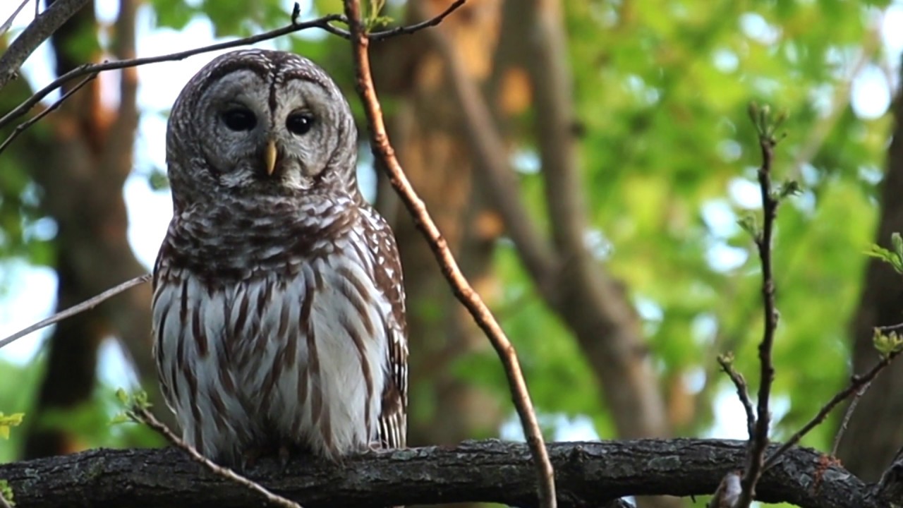 Barred owls - April 30, 2020