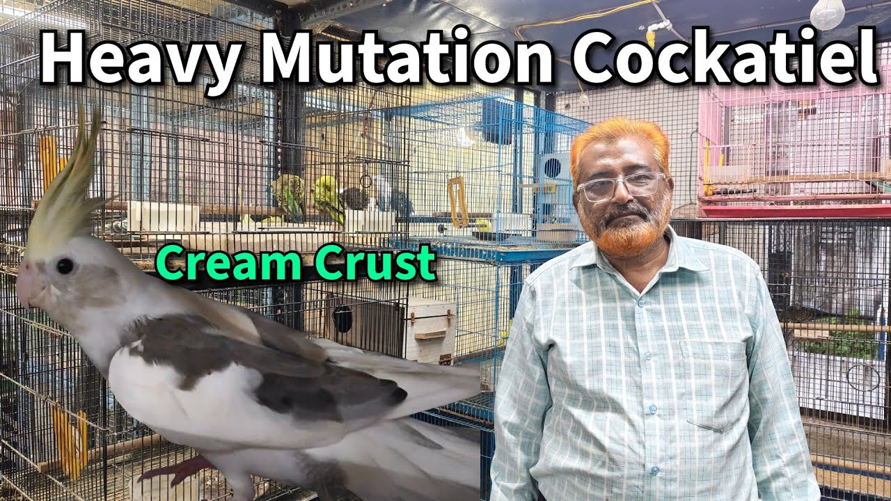 High Mutation Cockatiel in Ahmedabad | Cream Crust, Albino, Heavy Pied and Butterfly