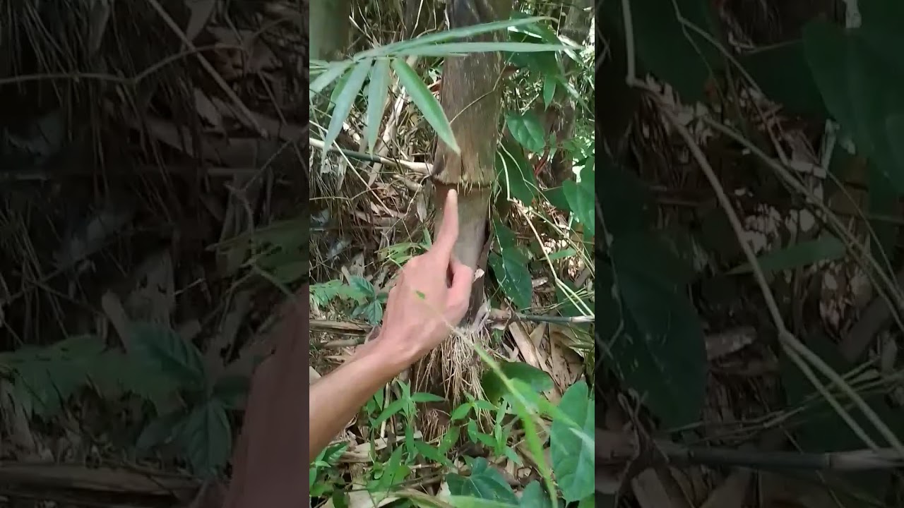 inh bambu petuk langka yang berisi ! #shorts