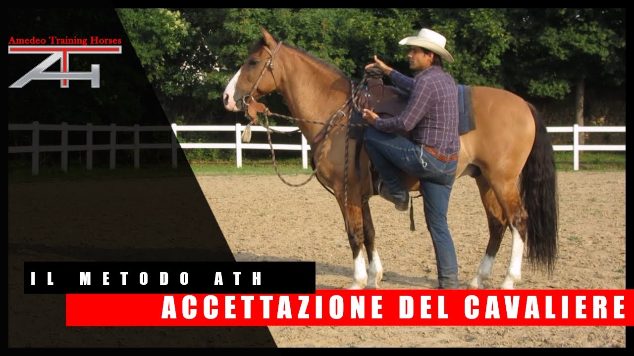 IL METODO ATH - PRIMA DI SALIRE IN SELLA - ACCETTAZIONE DEL CAVALIERE