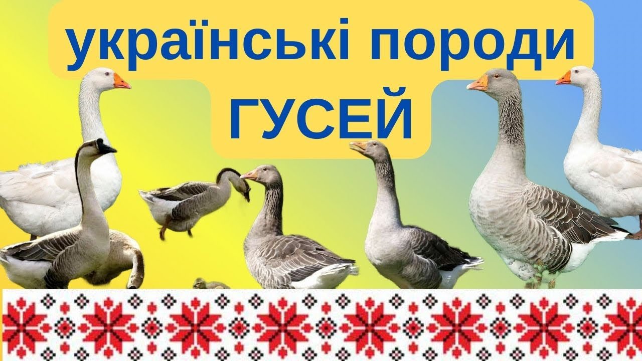 УКРАЇНСЬКІ ПОРОДИ ГУСЕЙ @kyruvgaragi