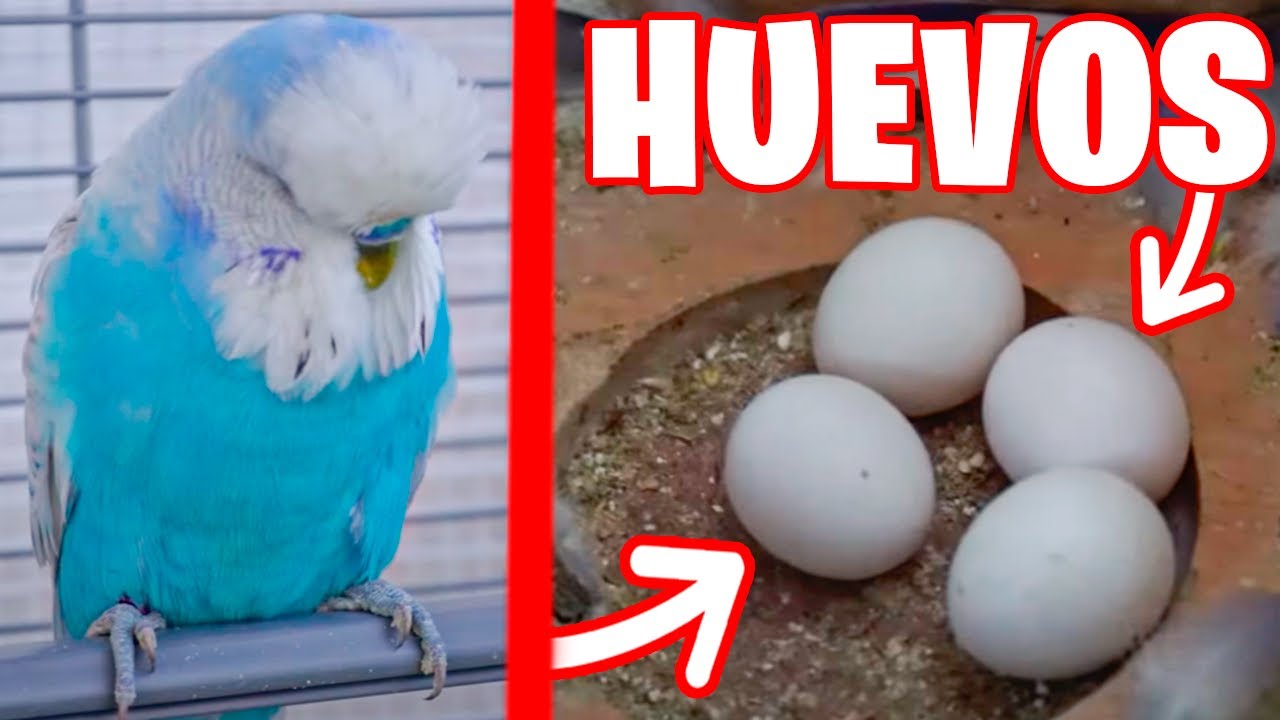 REVISANDO MIS NIDOS DE PERIQUITO