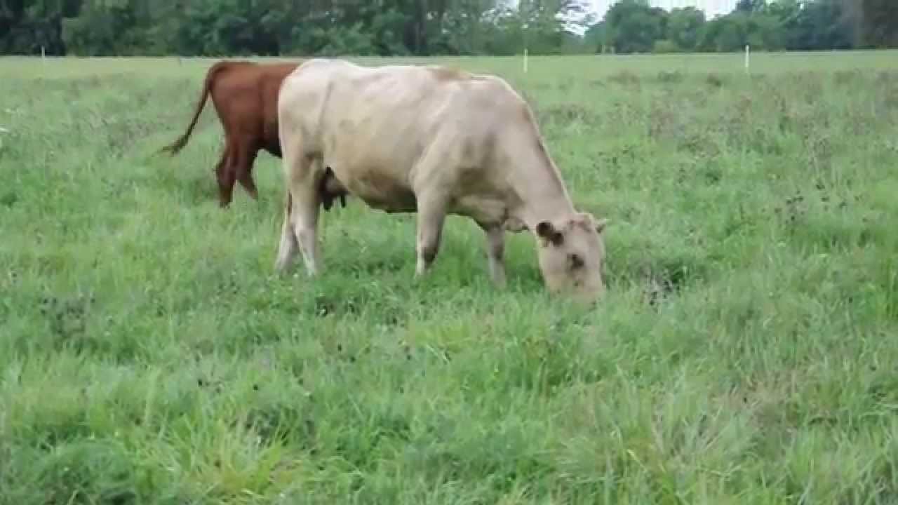 Mob Grazing Video