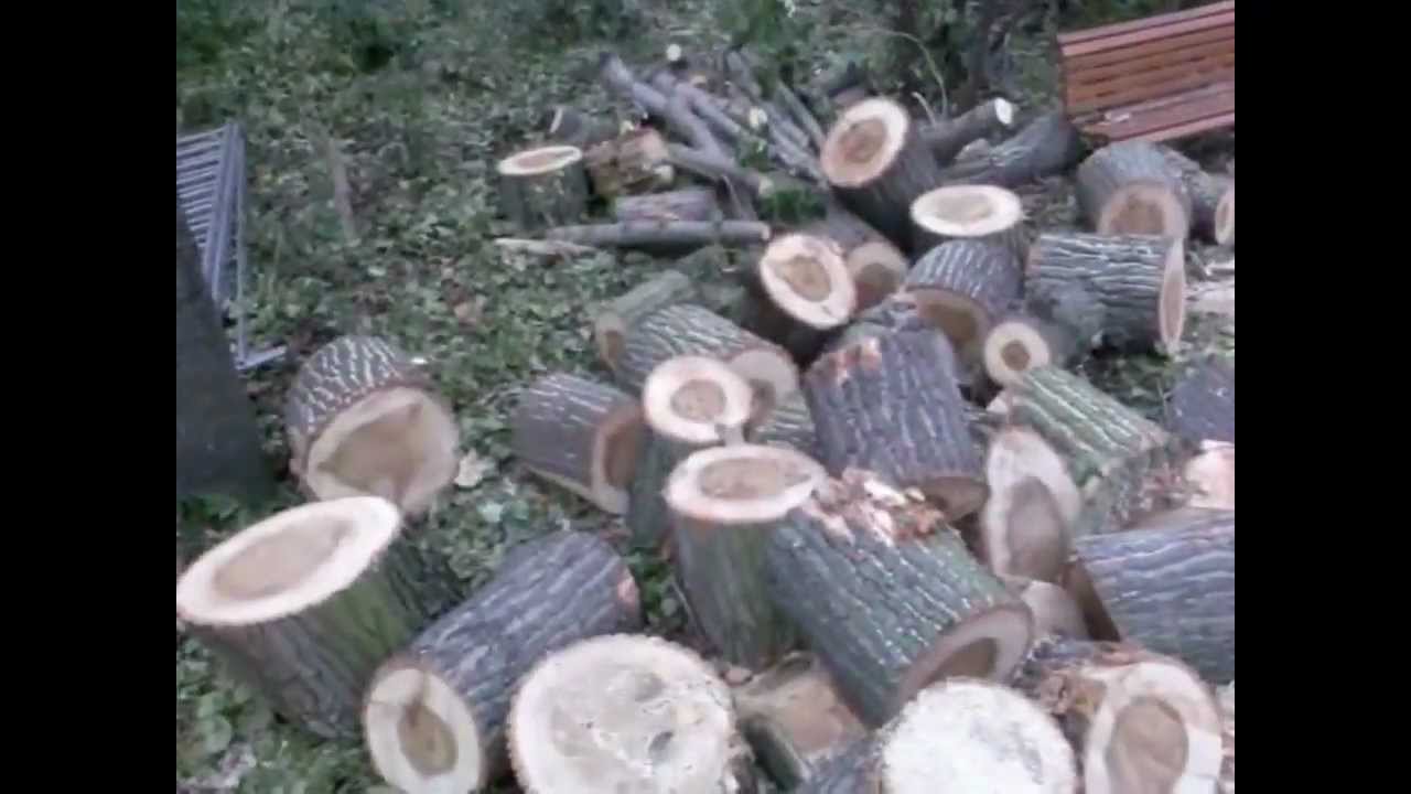 Weg mit dem Baum in der Weitlingstrasse 64