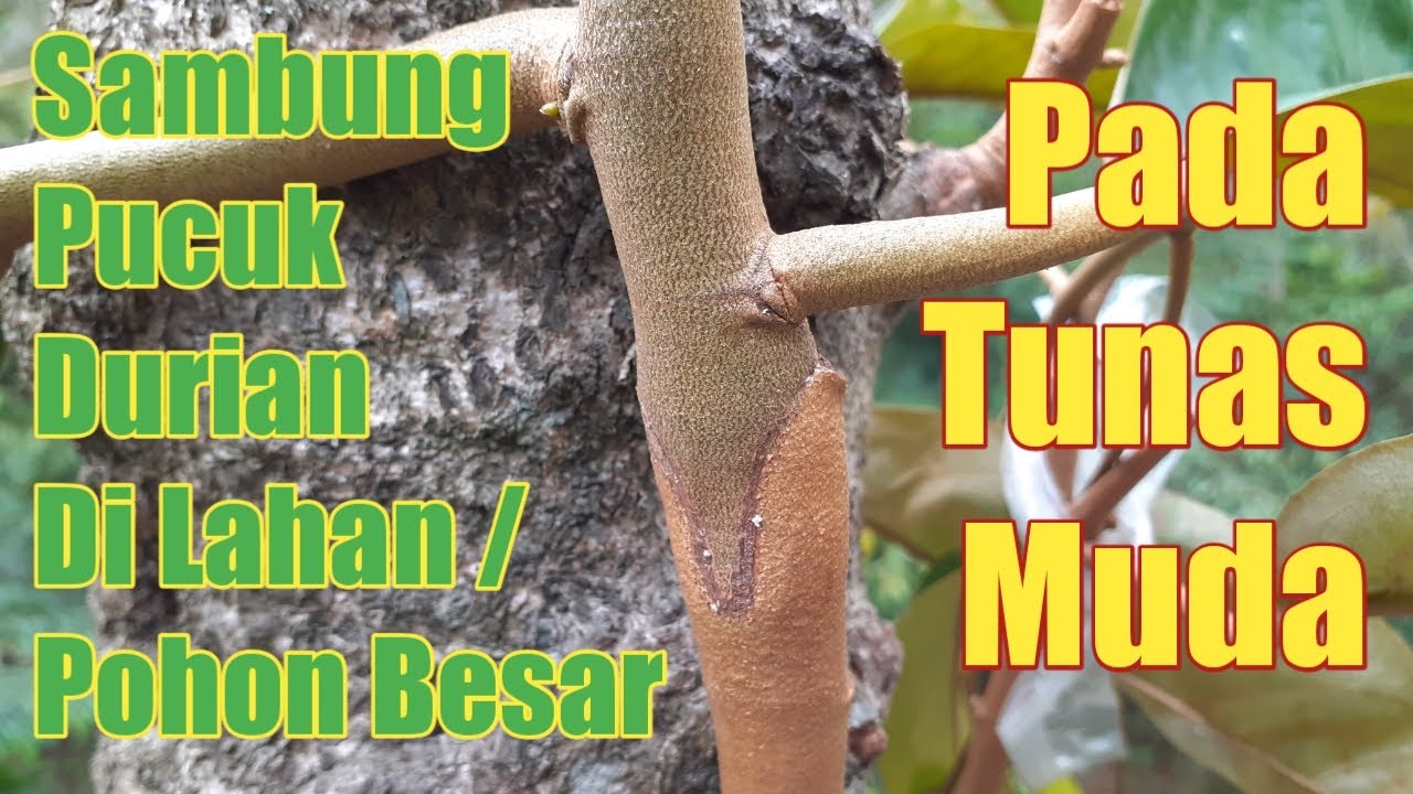 Sambung Pucuk Durian Di Lahan / Pohon Besar, Pada Tunas Muda