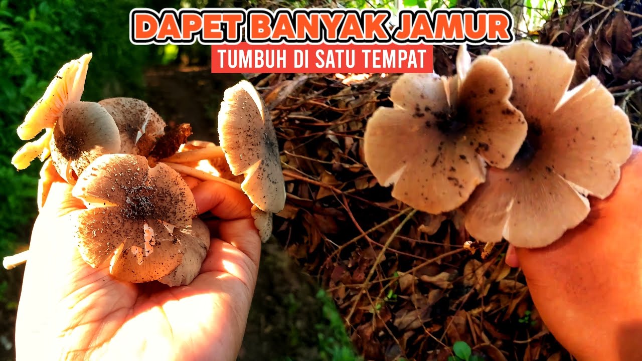 Dapet Banyak Jamur Liar! Tumbuh Bergerombol di Satu Tempat 
