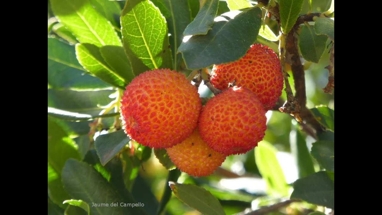 Arbocer i arboços (Arbutus unedo). Borratxera i  cabres que baixaven borratxes.