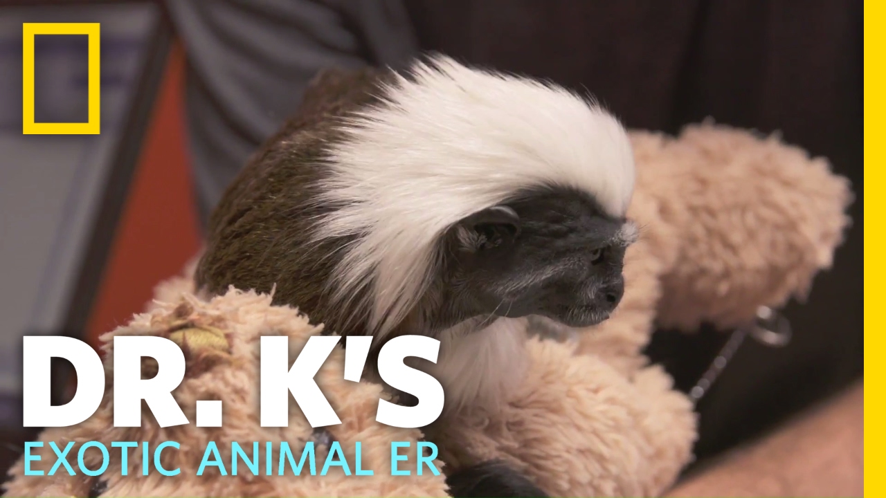 Meet Hashtag the Monkey | Dr. K's Exotic Animal ER