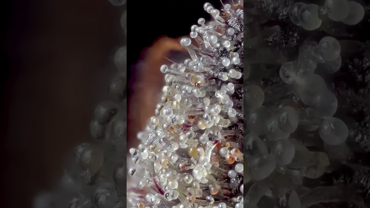 Ambering Cannabis Trichomes Under A Microscope!