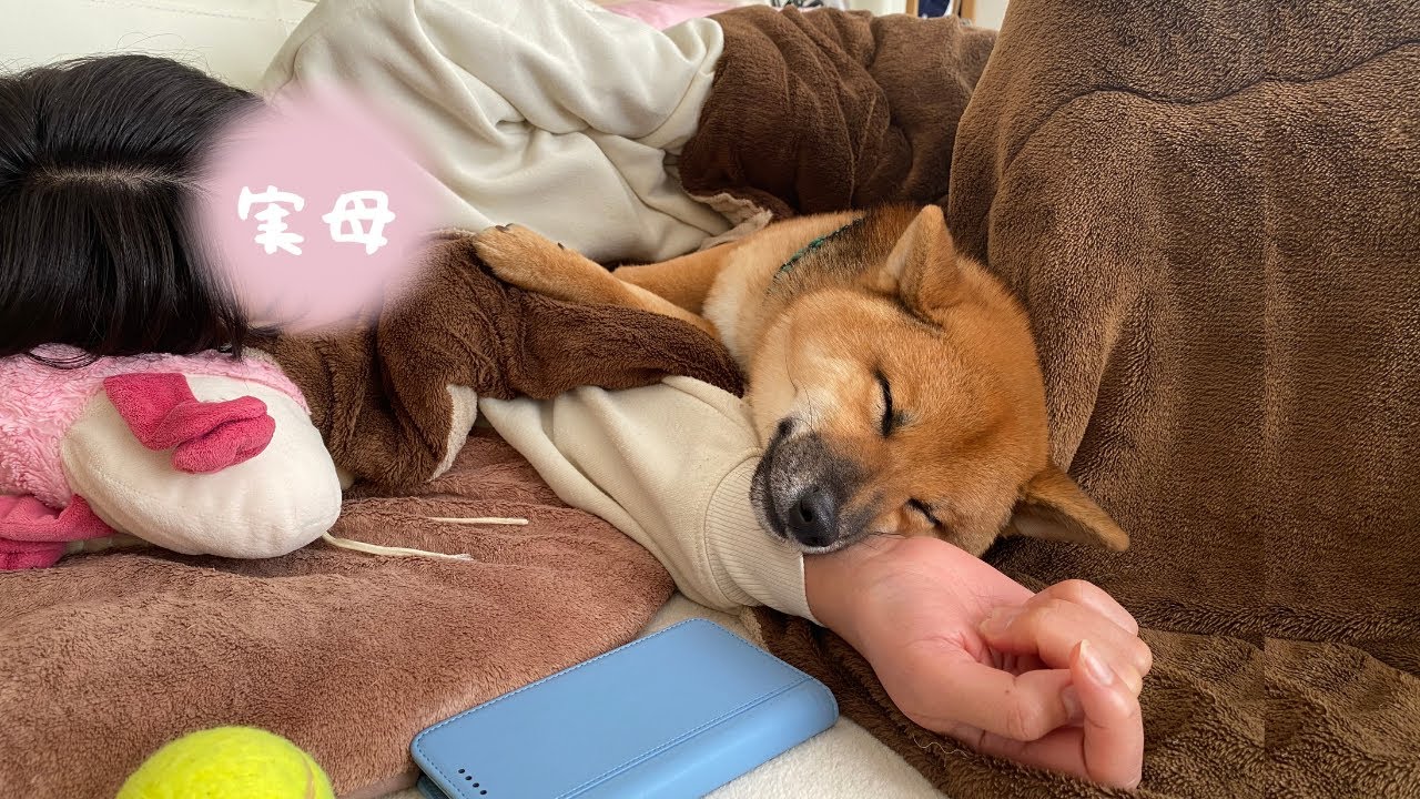 我が子同然に育てた柴犬を実家の父母に預けたらこうなってましたw