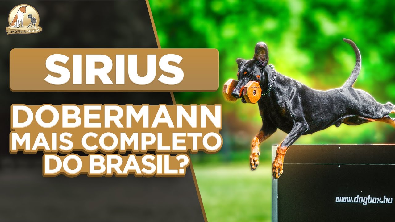 Dobermann de trabalho | Competidor do IDC 2024 | Sirius | Cinofilia Digital
