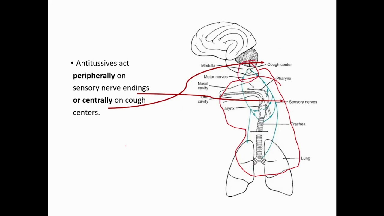 Applied Pharmacology Chapter 5 Respiratory Drugs
