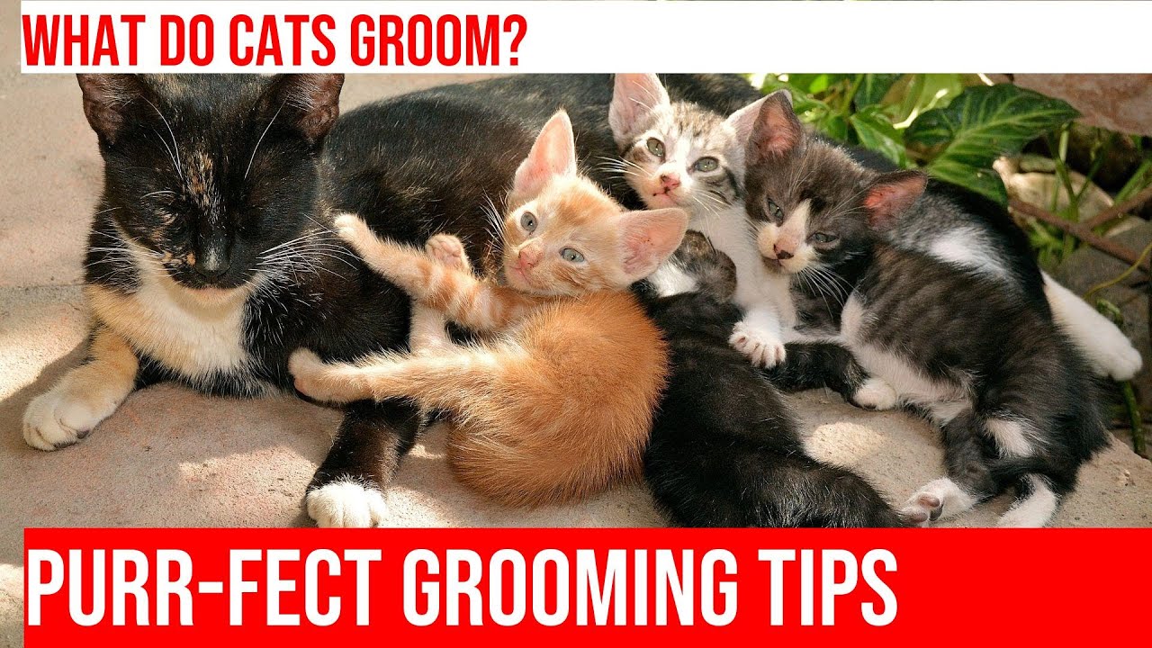 Discovering Cats' Self-Care Secrets: Grooming Rituals Explained