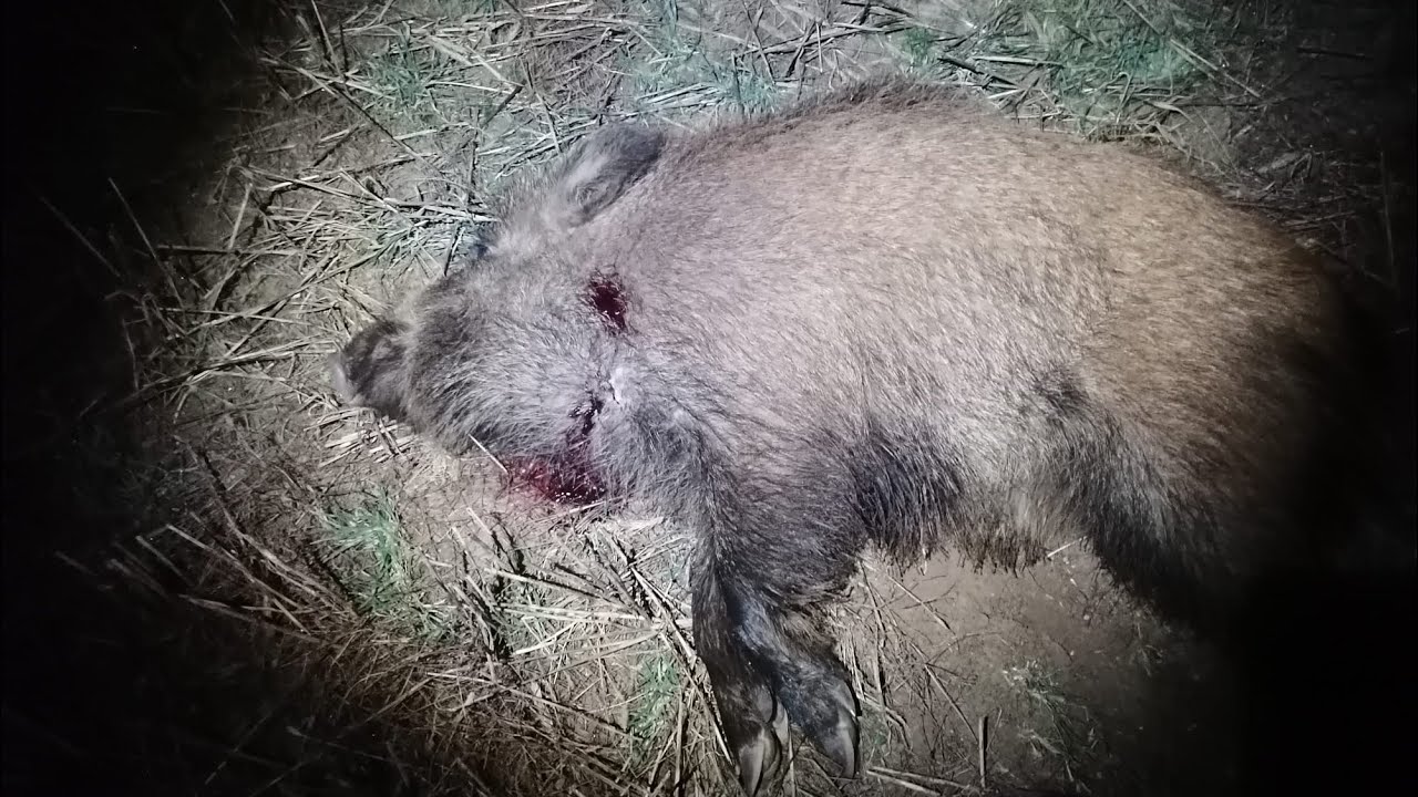 Infiray TD50L strzał do przelatka.