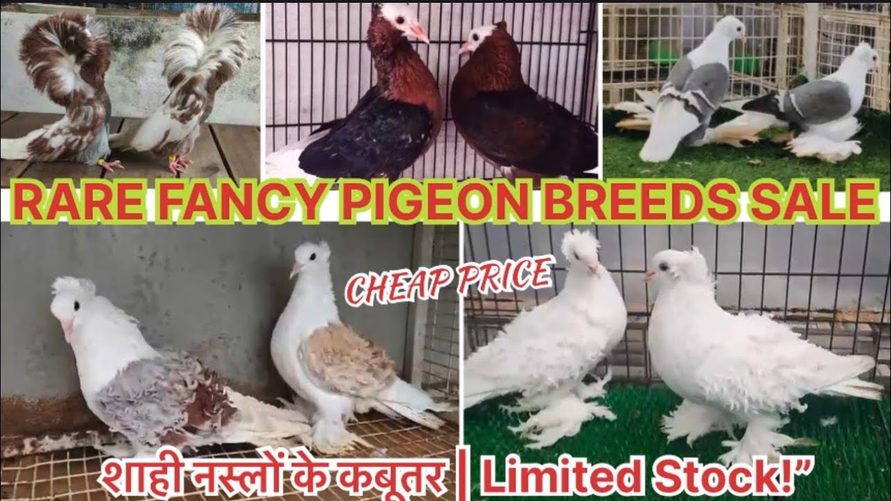 Rare Fancy pigeon Breeds ! Sale शाही नस्लो के !Limited स्टॉक🕊️Cheap price 😍