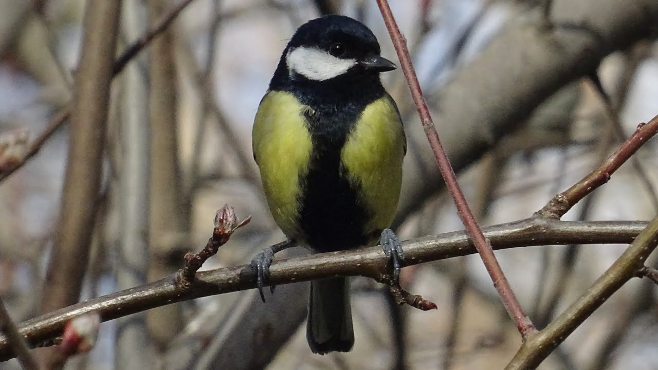 Ya estamos casi en primavera y los pájaros insectívoros están divinos, gracias a los comederos 🐦