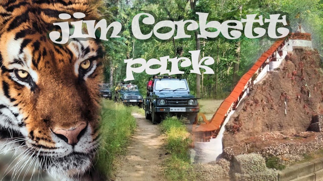 STOP Wasting Money on Bad Wildlife Safari Guides in Jim Corbett National Park
