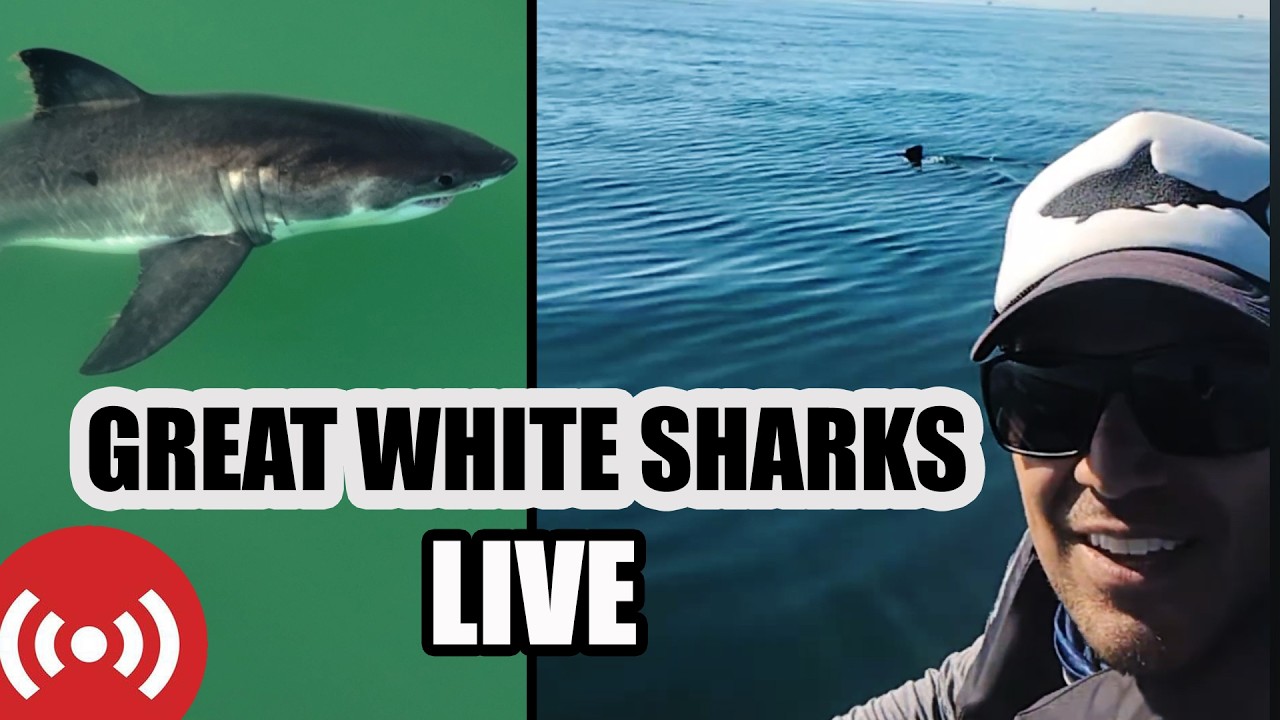 Live on Kayak with Great White Shark