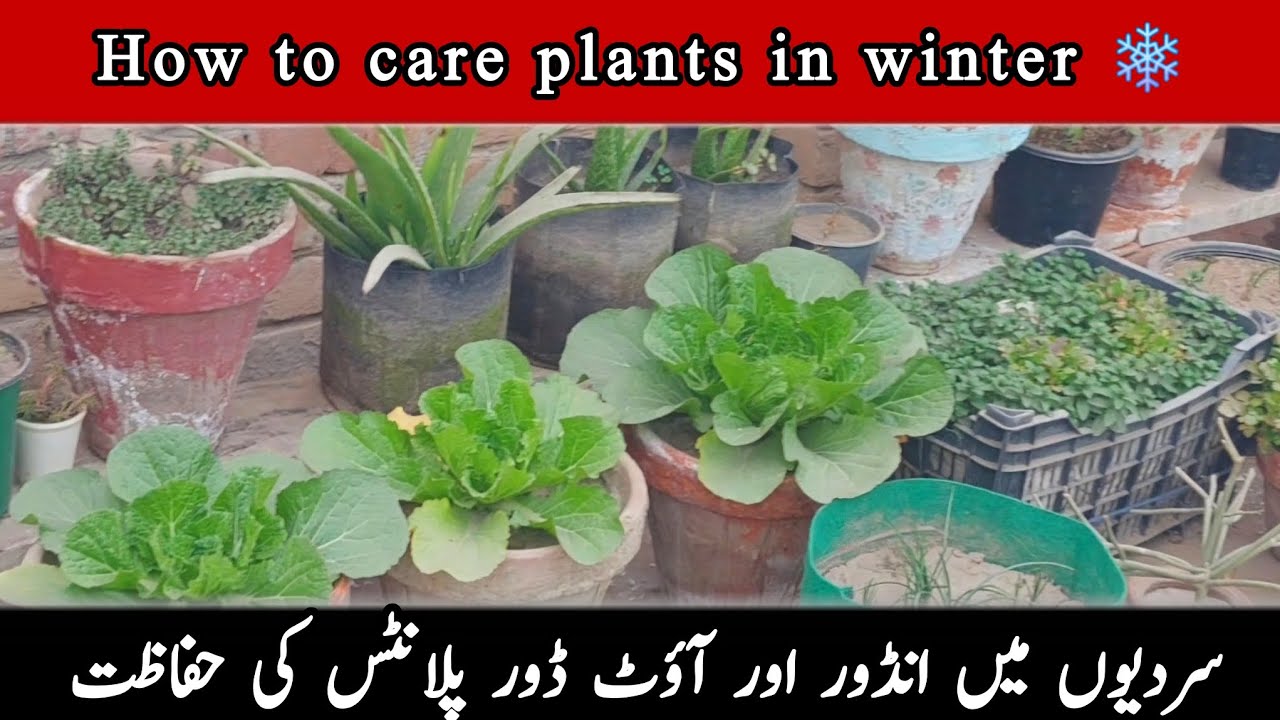 How to care plants in winter | indoor outdoor plants care in winter #wintercare #gardening 
