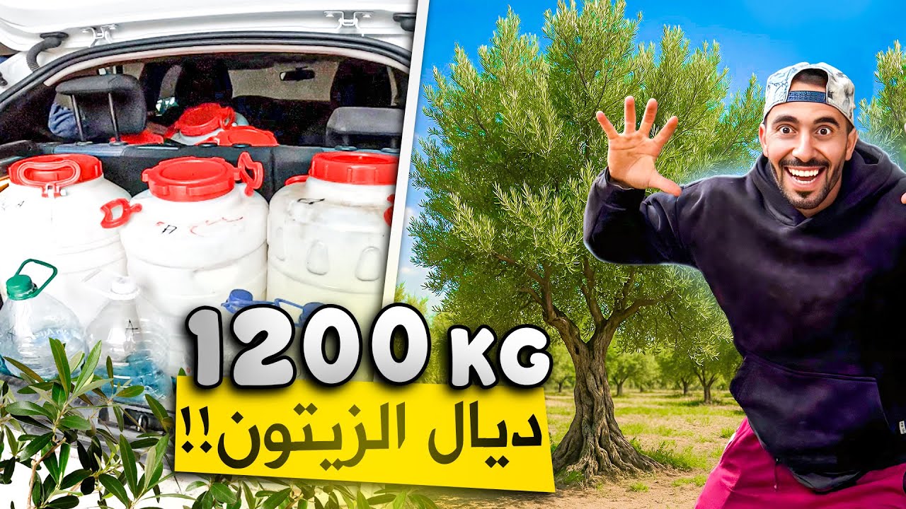 ما غاديش تصدّق…😱 شجرة ديال الزيتون خرجات 1200 كيلو!🫒	اخيراً خديت زيت الزيتون من المعصرة🛢️