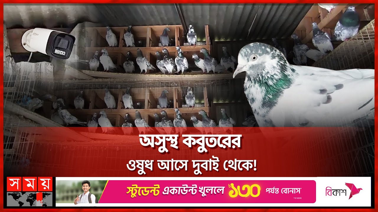 এক জোড়া কবুতরের দাম দুই লাখ টাকা! | Pigeon Price | Faridpur | Pigeon Business | Farm | Pigeon Lover