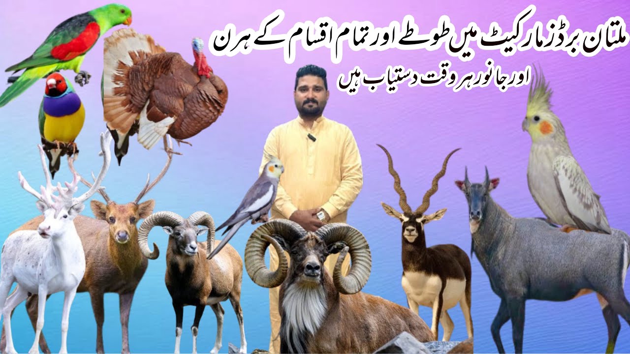 Multan Birds Market Rasheedabad 24 October 2025 | Blackbuck | Nilgai cow | Indian hog | Urial | Deer