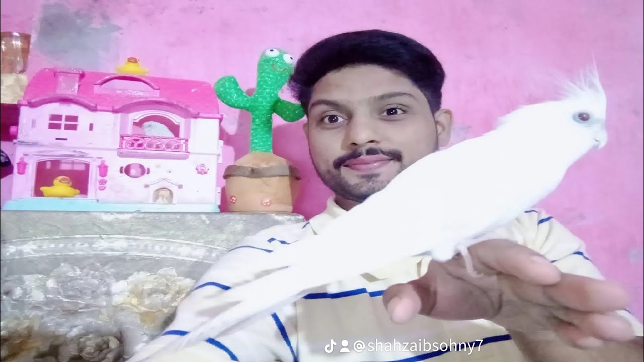 Shehr Main Beautiful Birds is live!