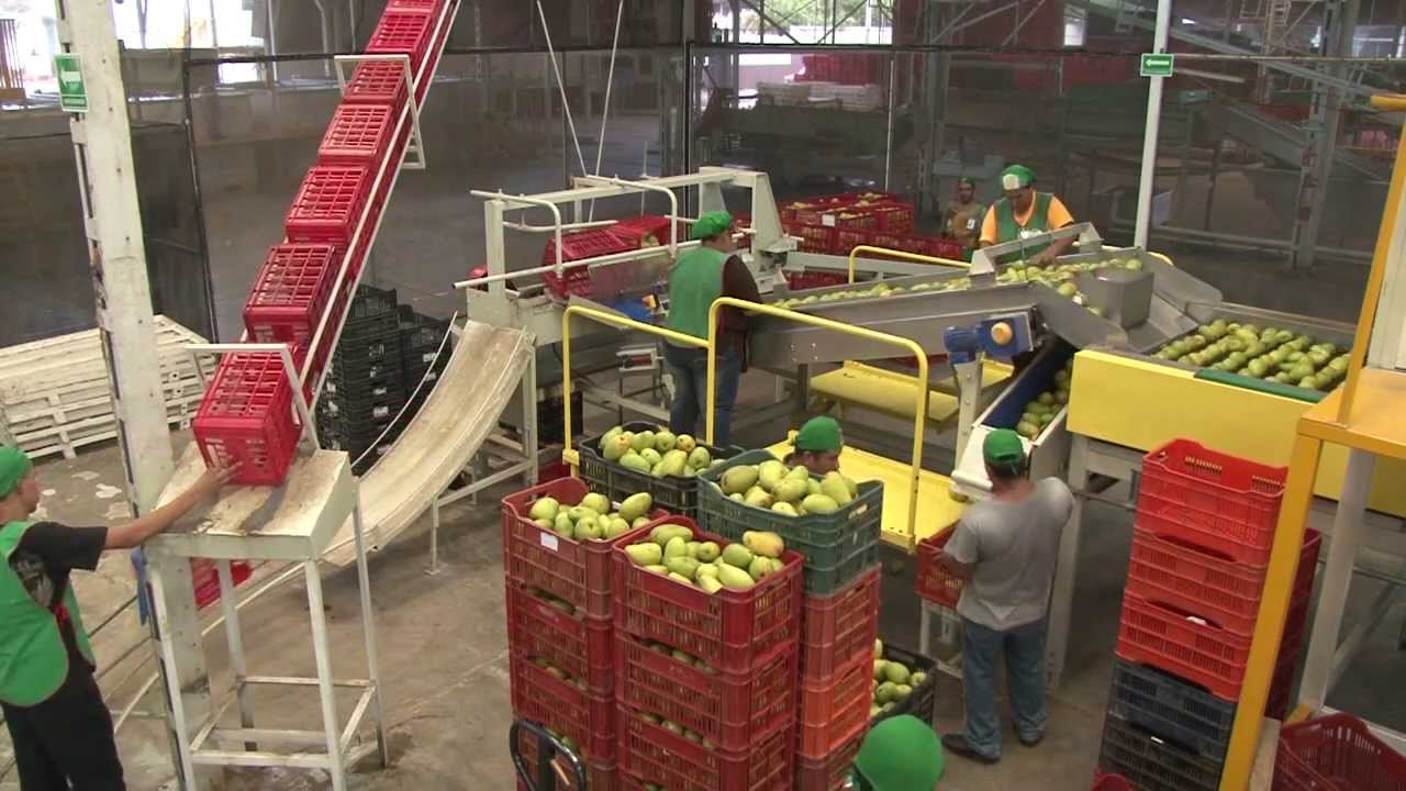 CIU - CLASIFICADORA DE MANGO