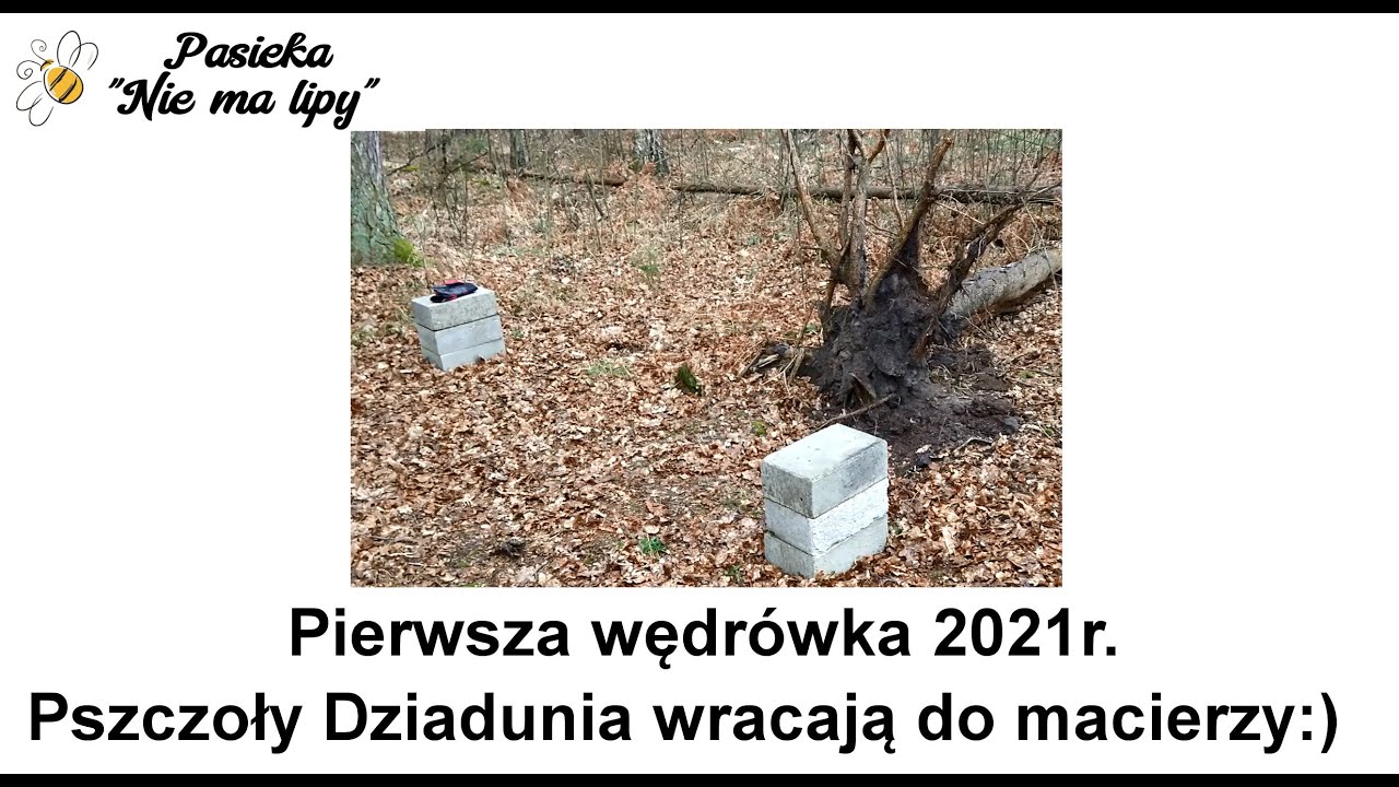 Marcowa wędr&oacute;wka do lasu. Przeniesienie pszcz&oacute;ł na inne pasieczysko. Leśna pasieka od podstaw 2021r.
